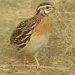 live-quail-bird