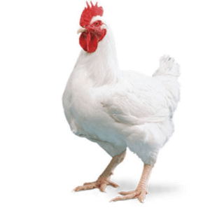 Broiler Chicken For Sale